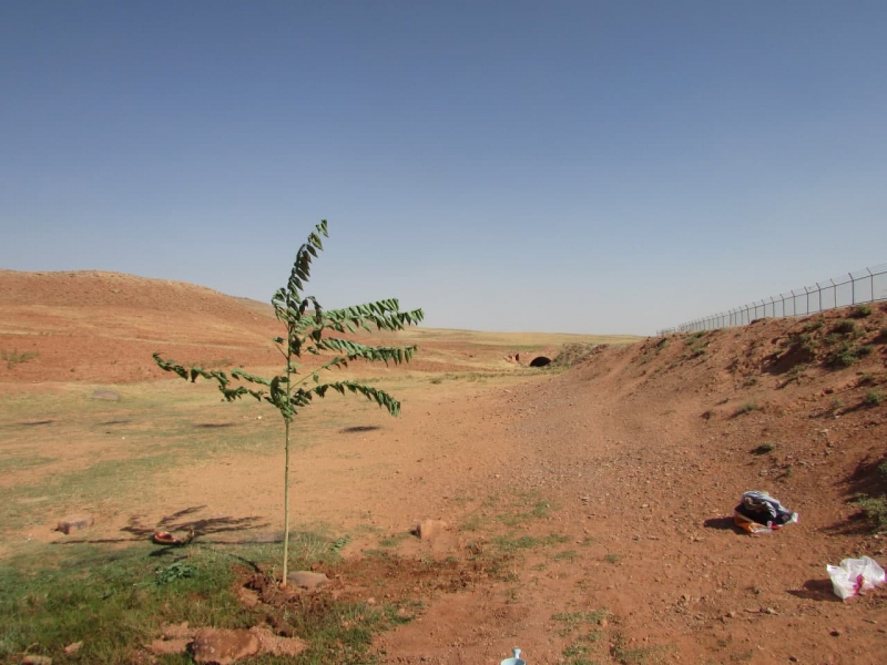 نهال نشانده شده در کنار پایان کورپوسی